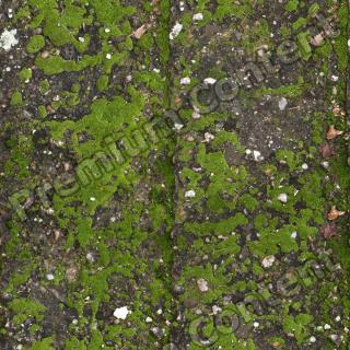 High Resolution Seamless Moss Texture 0001